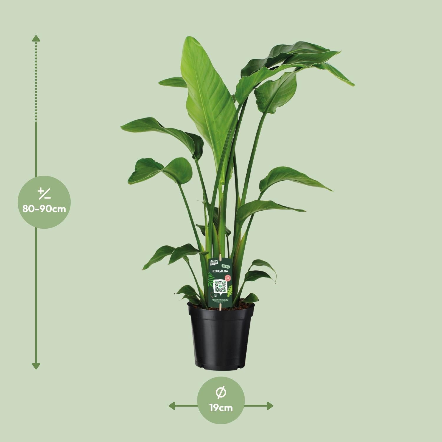 Strelitzia Nicolai – White Bird of Paradise Flower - 60-170 cm