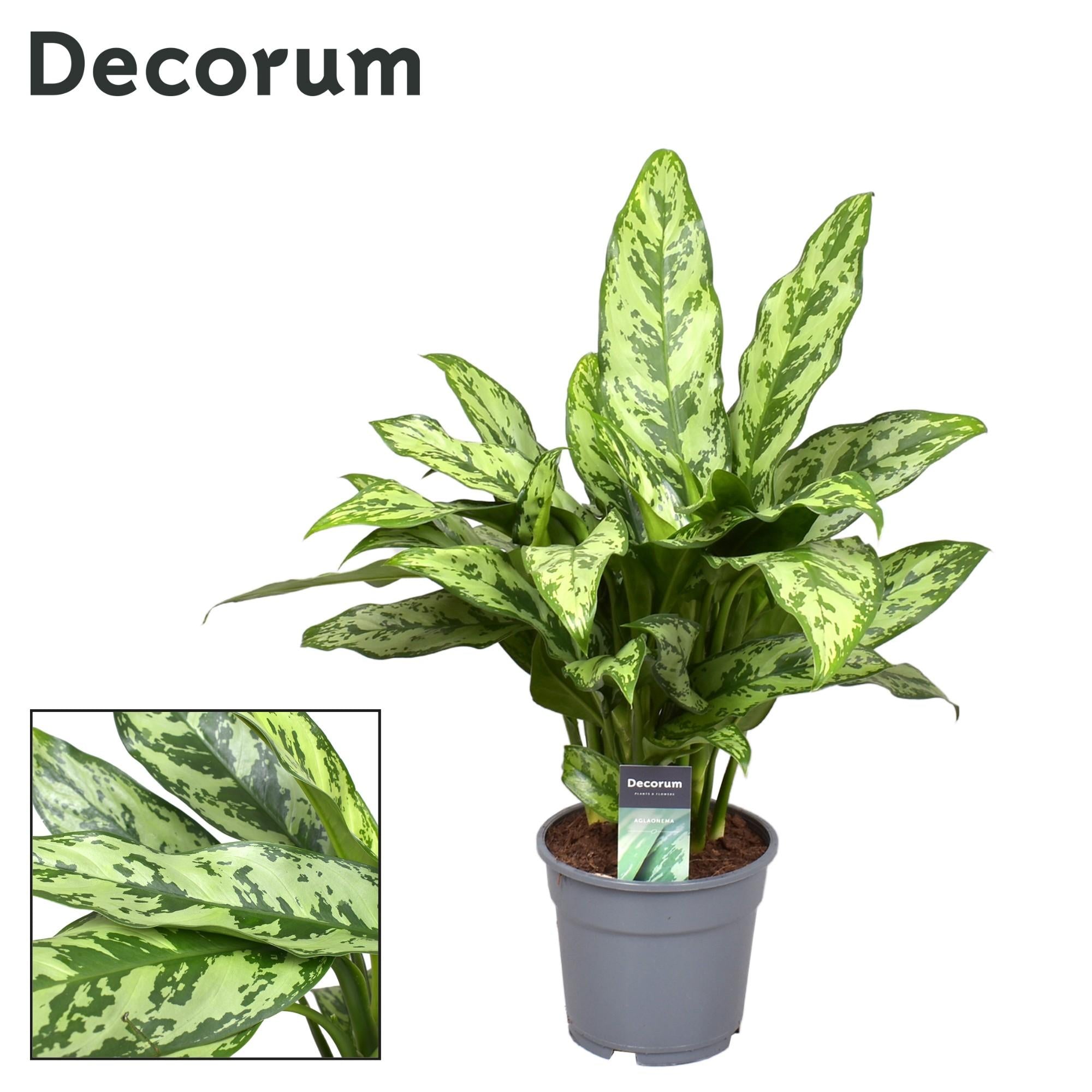 Aglaonema – Kolbenfaden - verschieden Farben - 40-80 cm