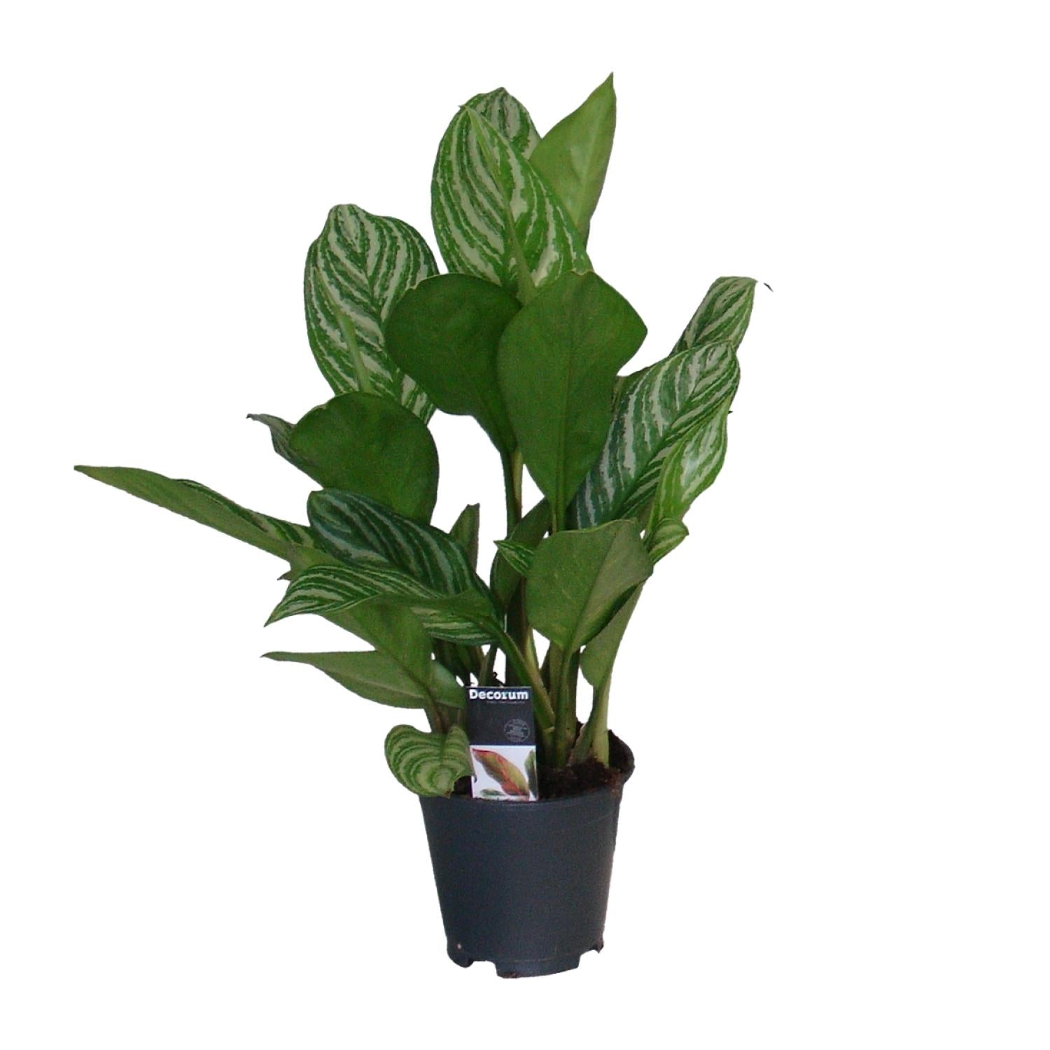 Aglaonema – Kolbenfaden - verschieden Farben - 40-80 cm