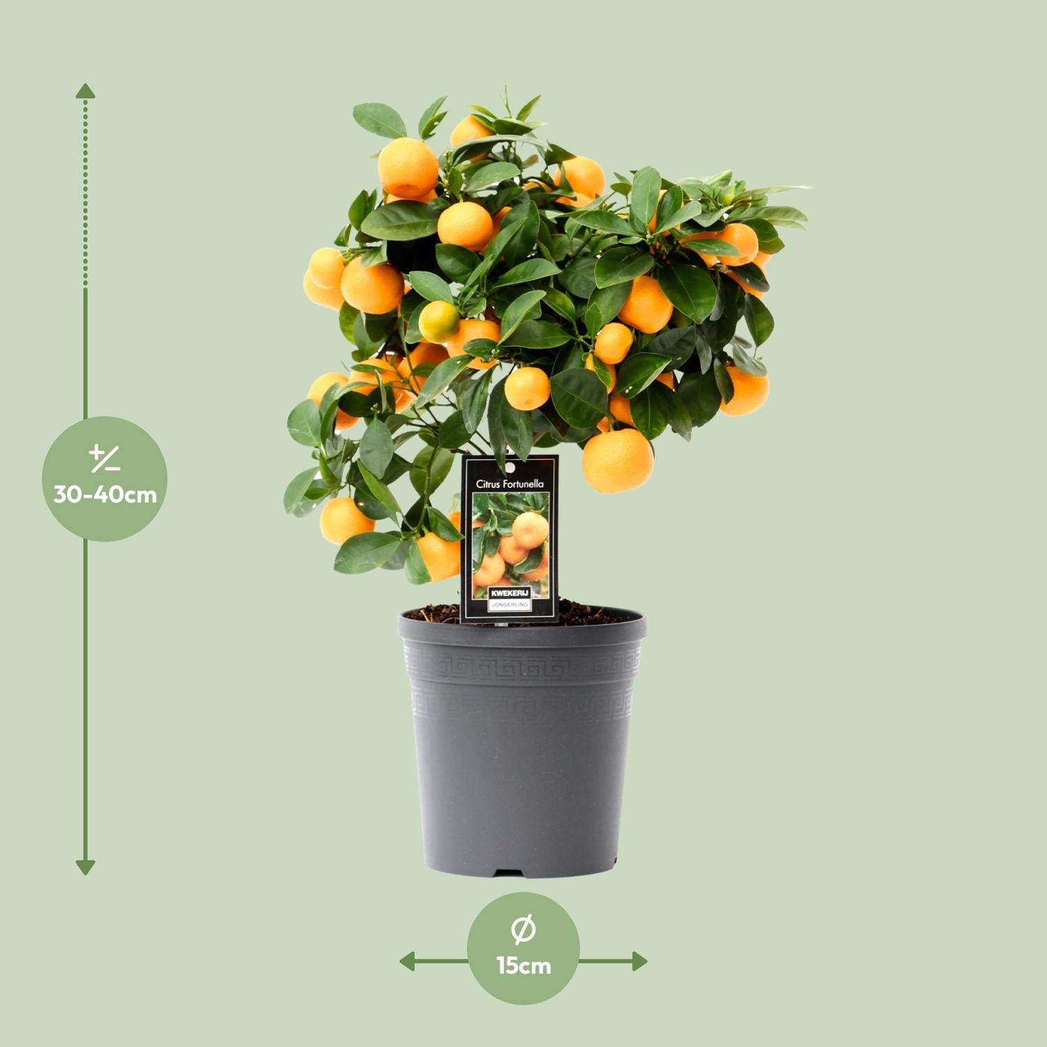 Calamondinorange (Citrus calamondin) –40–80 cm