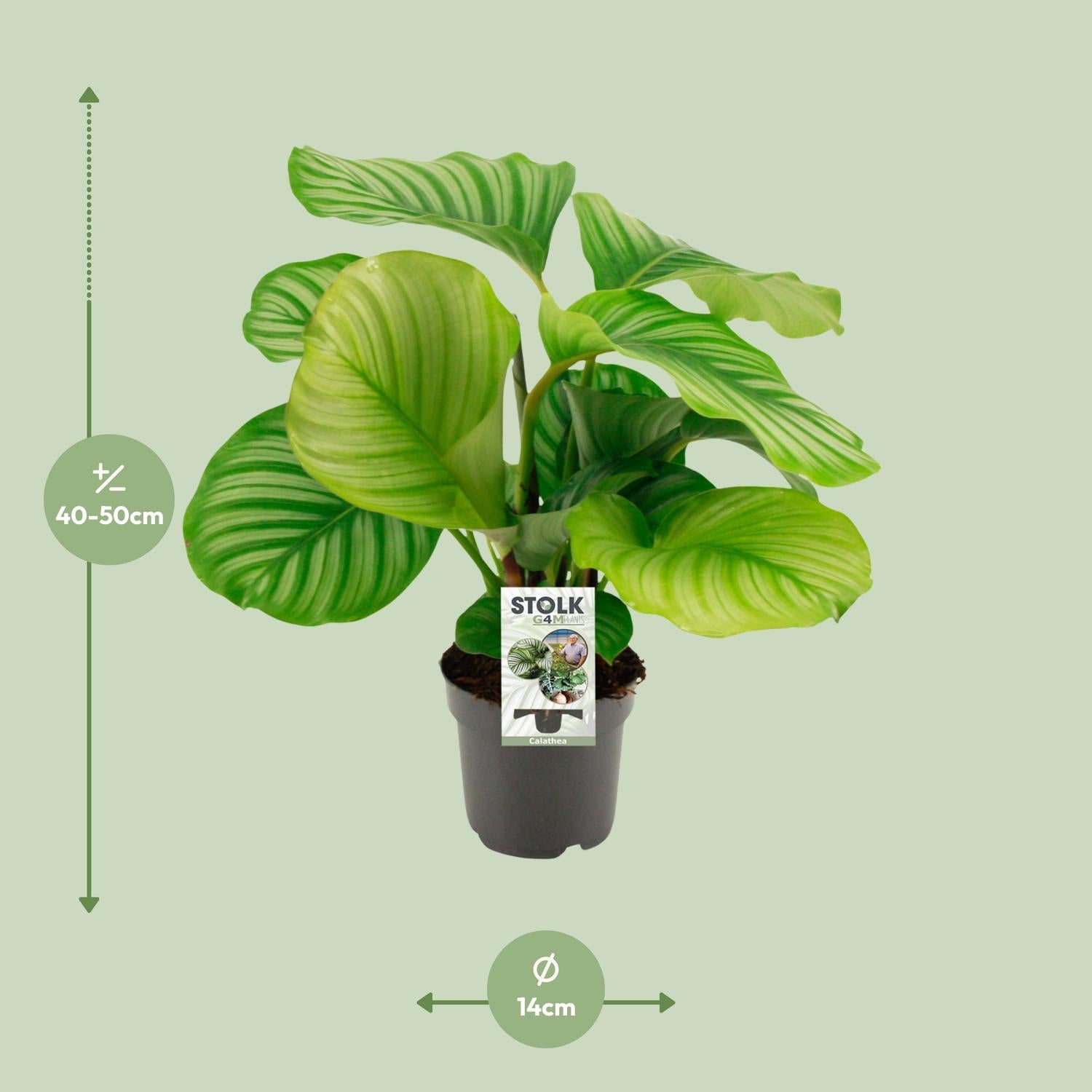 Calathea Orbifolia – Rundblatt-Korbmarante - 25-65cm