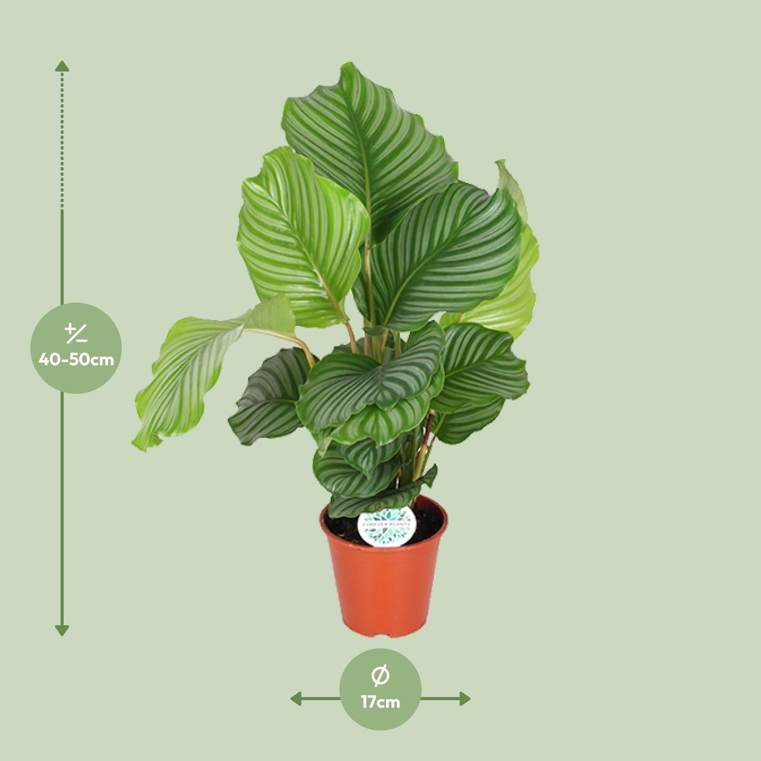 Calathea Orbifolia – Rundblatt-Korbmarante - 25-65cm