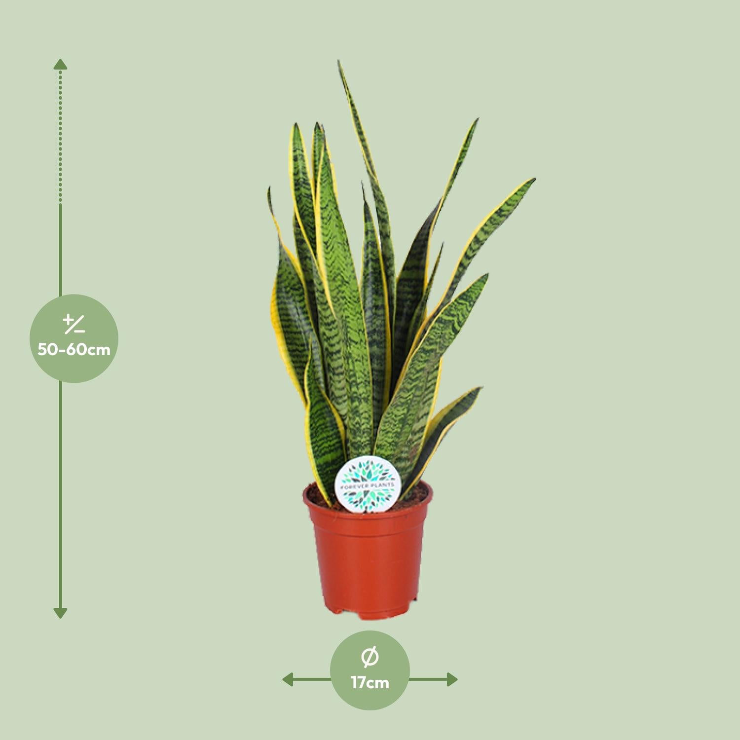 Sansevieria Trifasciata Laurentii–Chanvre à corde-40-84 cm
