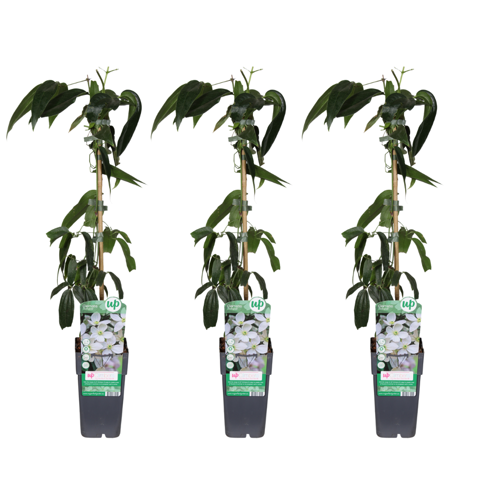 Clematis armandii – evergreen white climbing plant, 15 cm pot, 65 cm height
