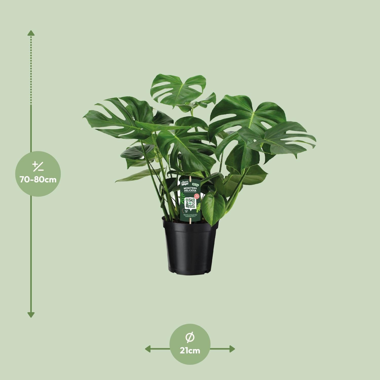 Monstera Deliciosa – Fensterblatt - 60-105 cm