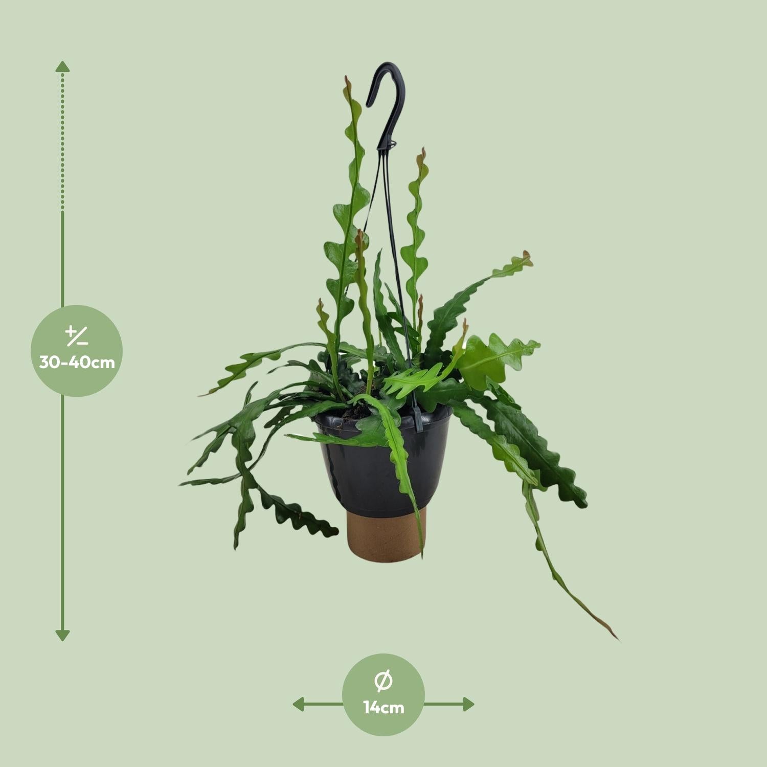 Epiphyllum Anguliger – Zickzackkaktus - 14- 17 cm Topf, 35cm hoch