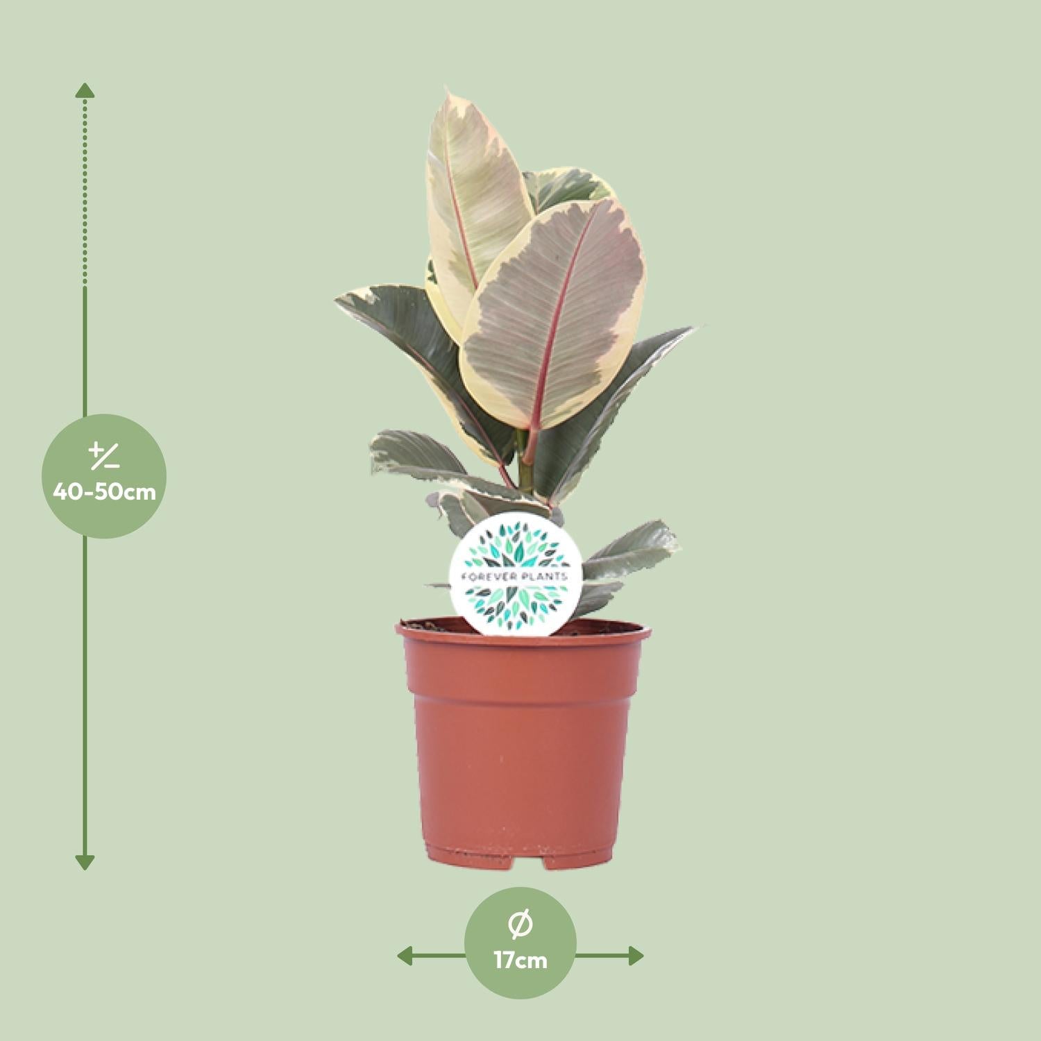 Ficus elastica ‘Tineke’ – 50–100 cm