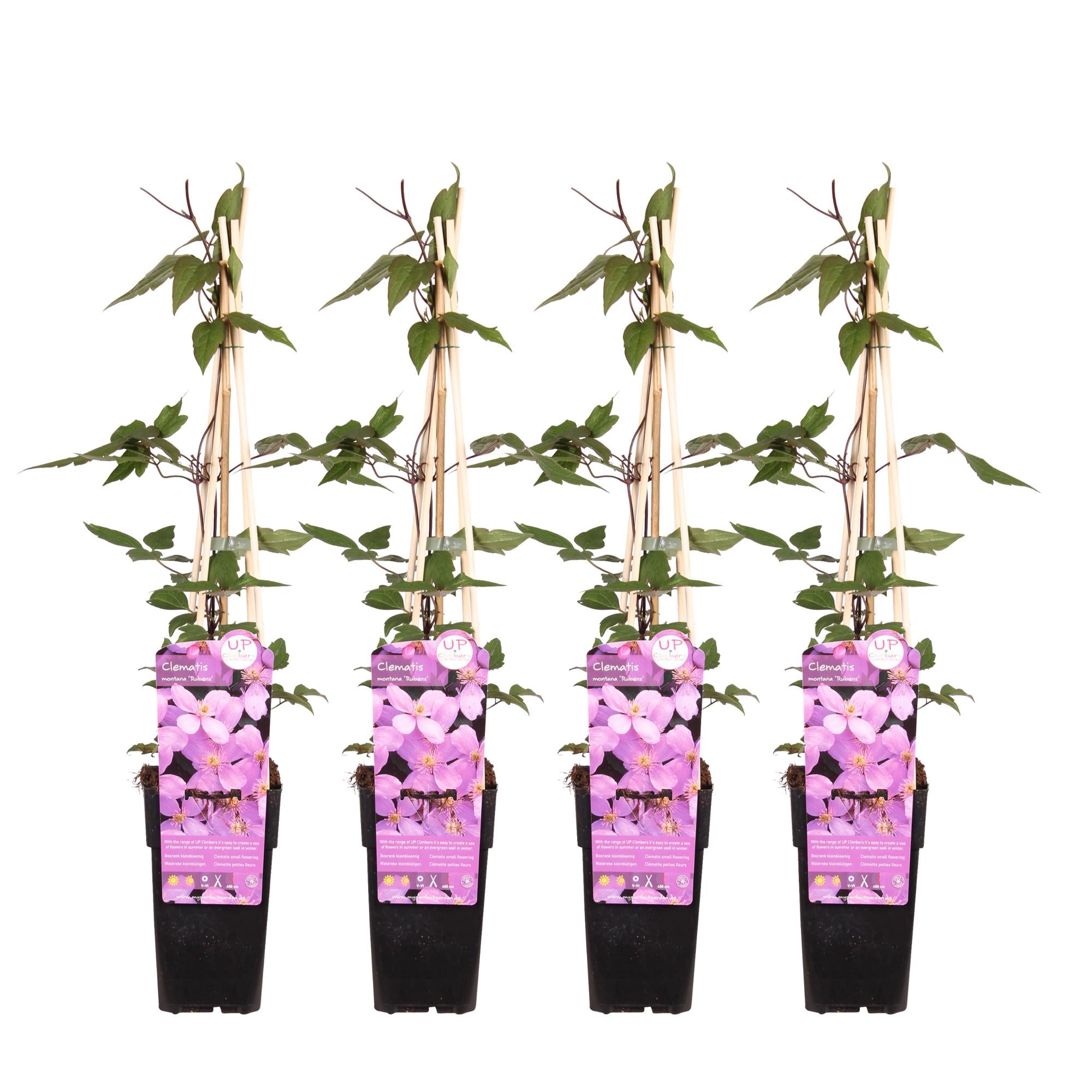 Clematis montana ‘var. rubens’ – robuste, frühblühende Kletterpflanze, 15 cm Topf, 65 cm hoch