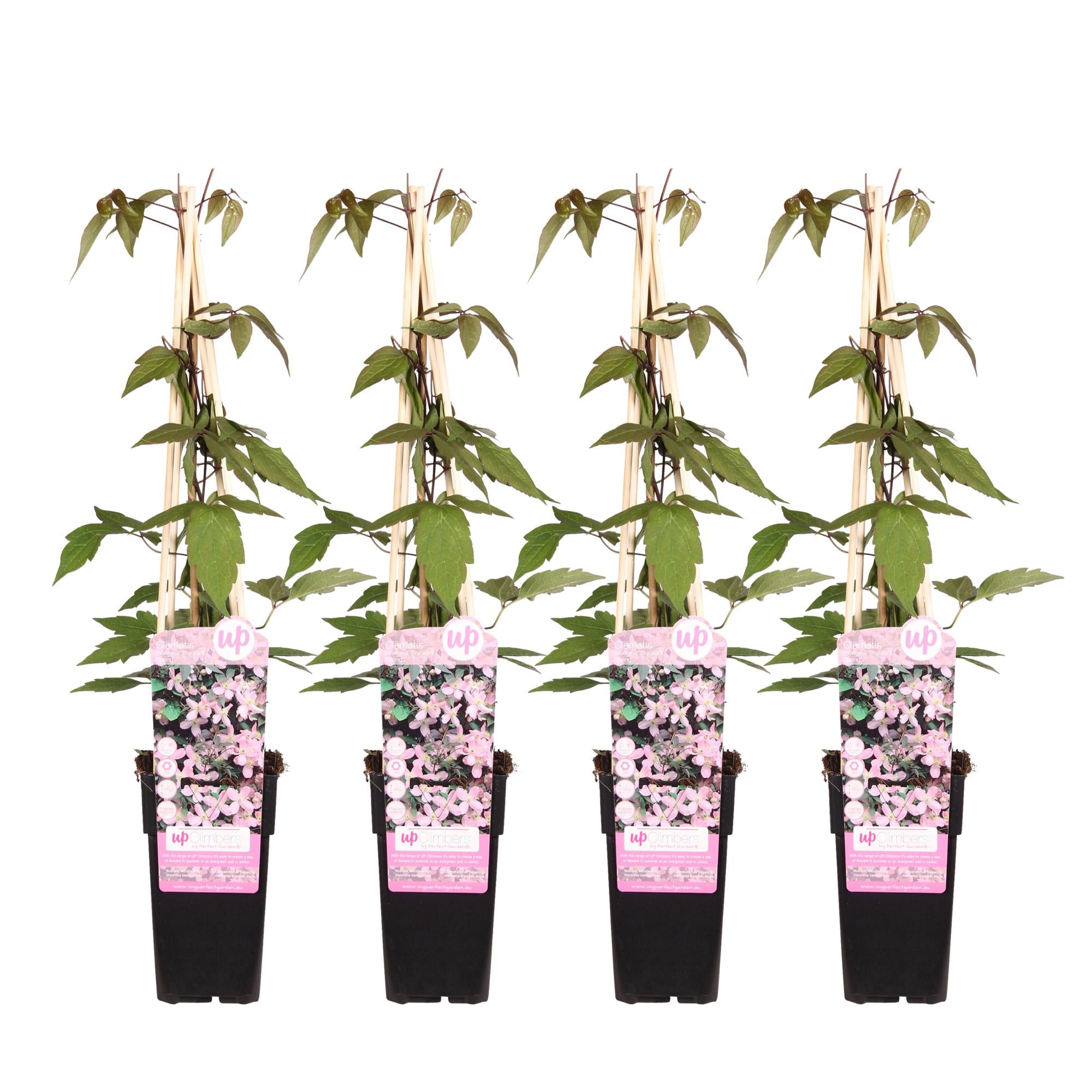 Clématite'Fragrant Spring' (Clematis montana) –fleurs rose pâle, pot de 15 cm, hauteur 65 cm