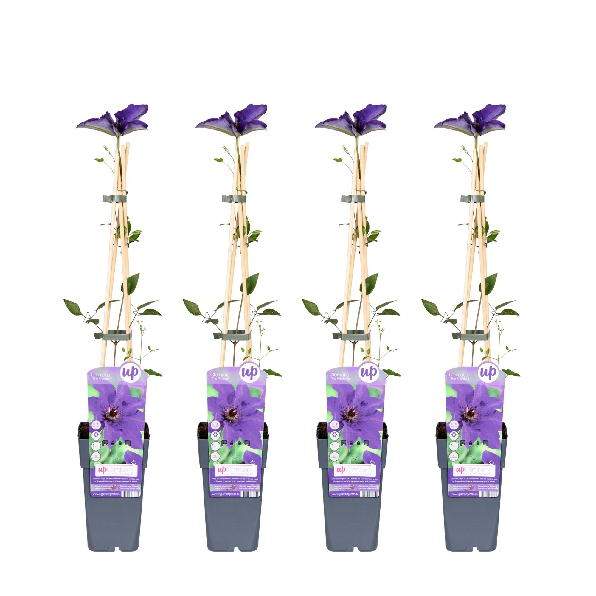 Clematis ‘The President’ – robuste, lila blühende Clematis, 15 cm Topf, 65 cm hoch