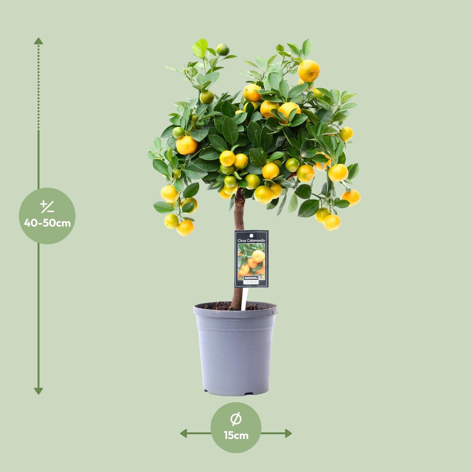 Calamondinorange (Citrus calamondin) –40–80 cm