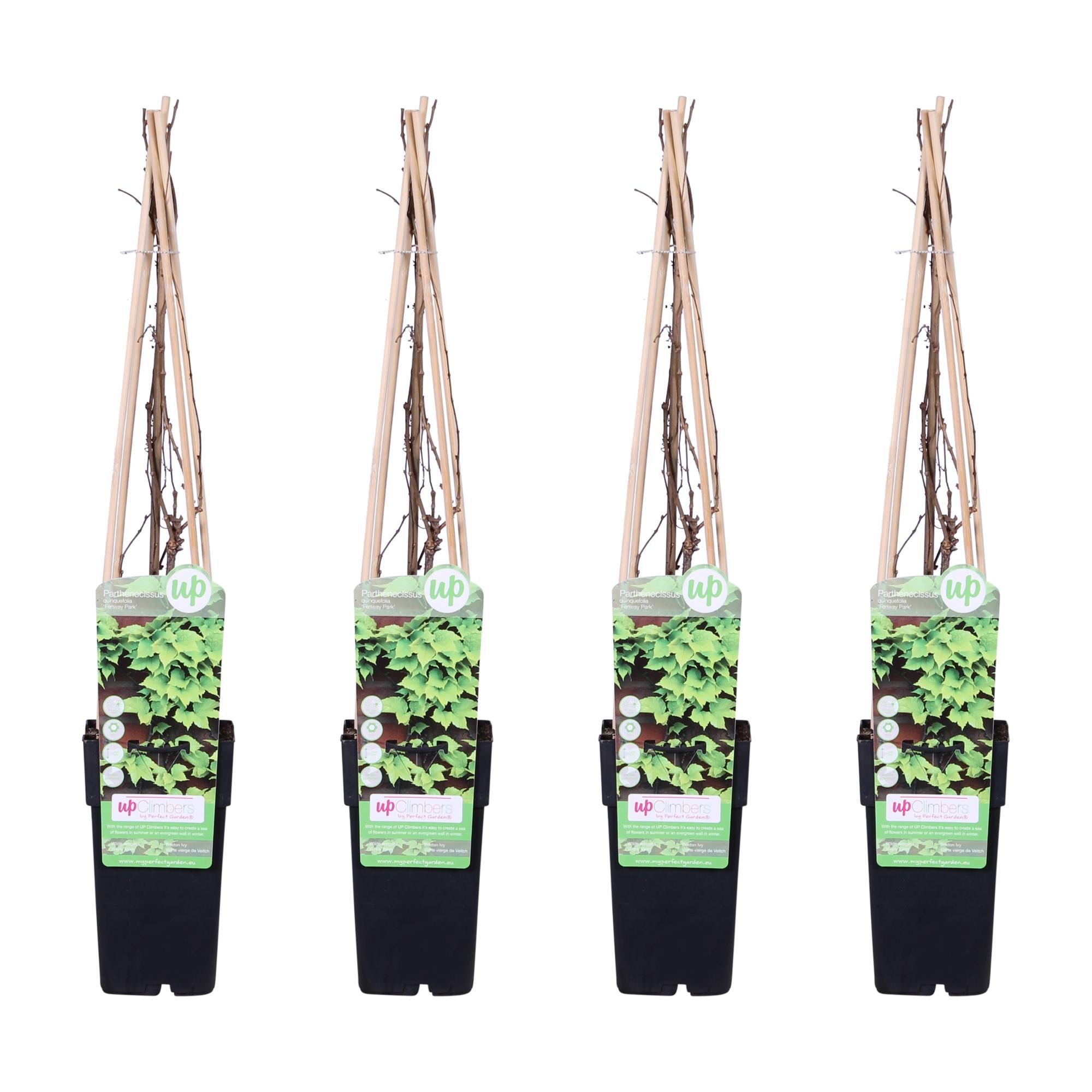 Wilder Wein ‘Veitch Boskoop’ – robuste Kletterpflanze, 15 cm Topf, 65 cm hoch