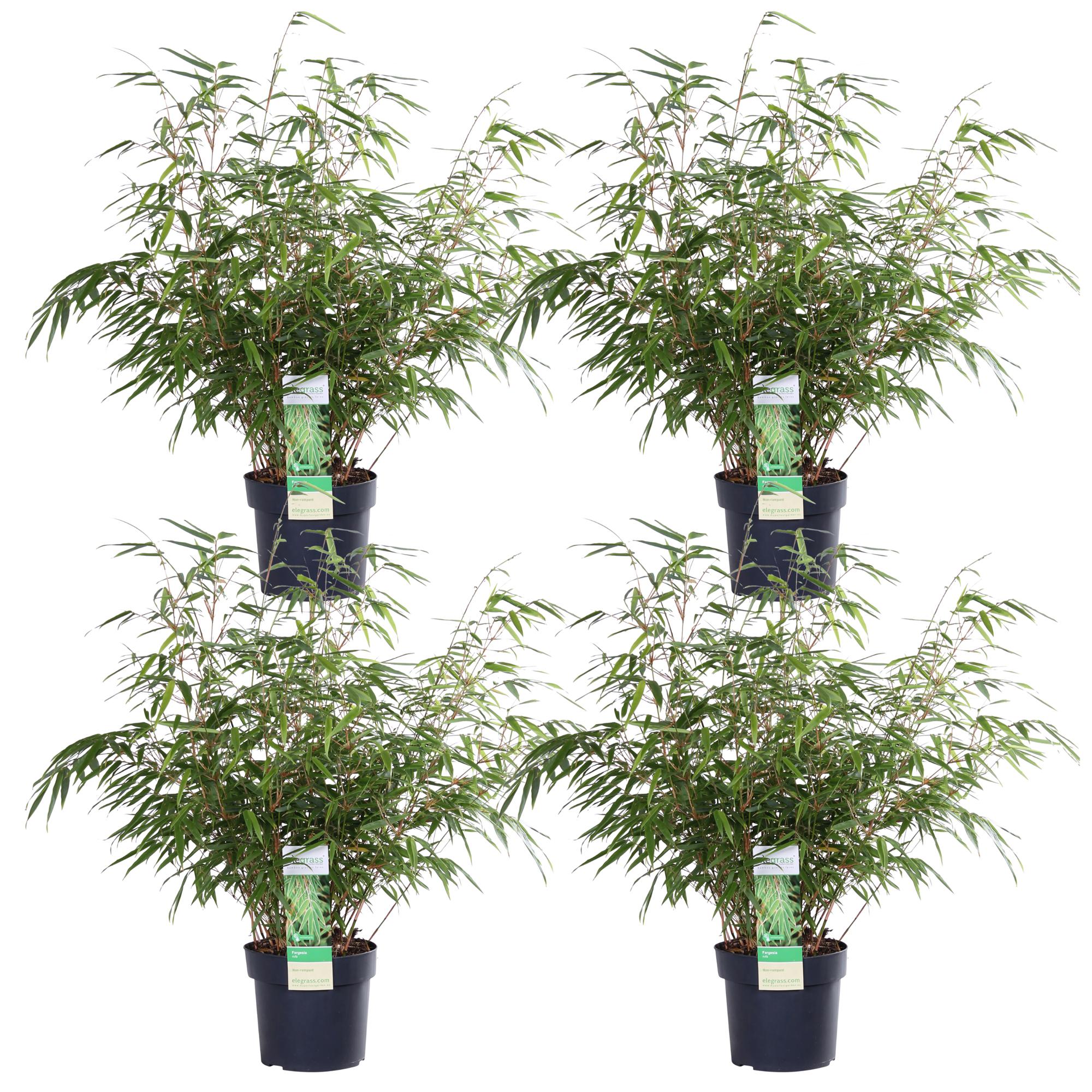 Fargesia rufa–bambou de jardin cespiteux de différentes hauteurs