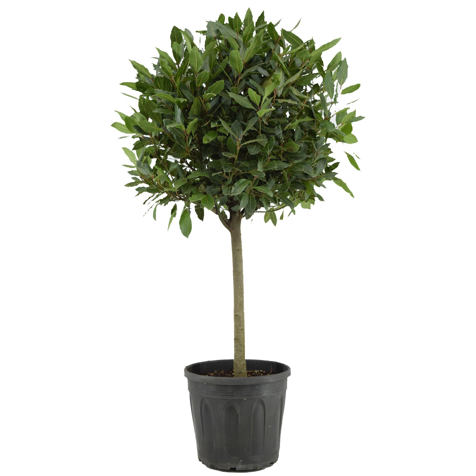 Echter Lorbeer (Laurus nobilis) – 35–130 cm