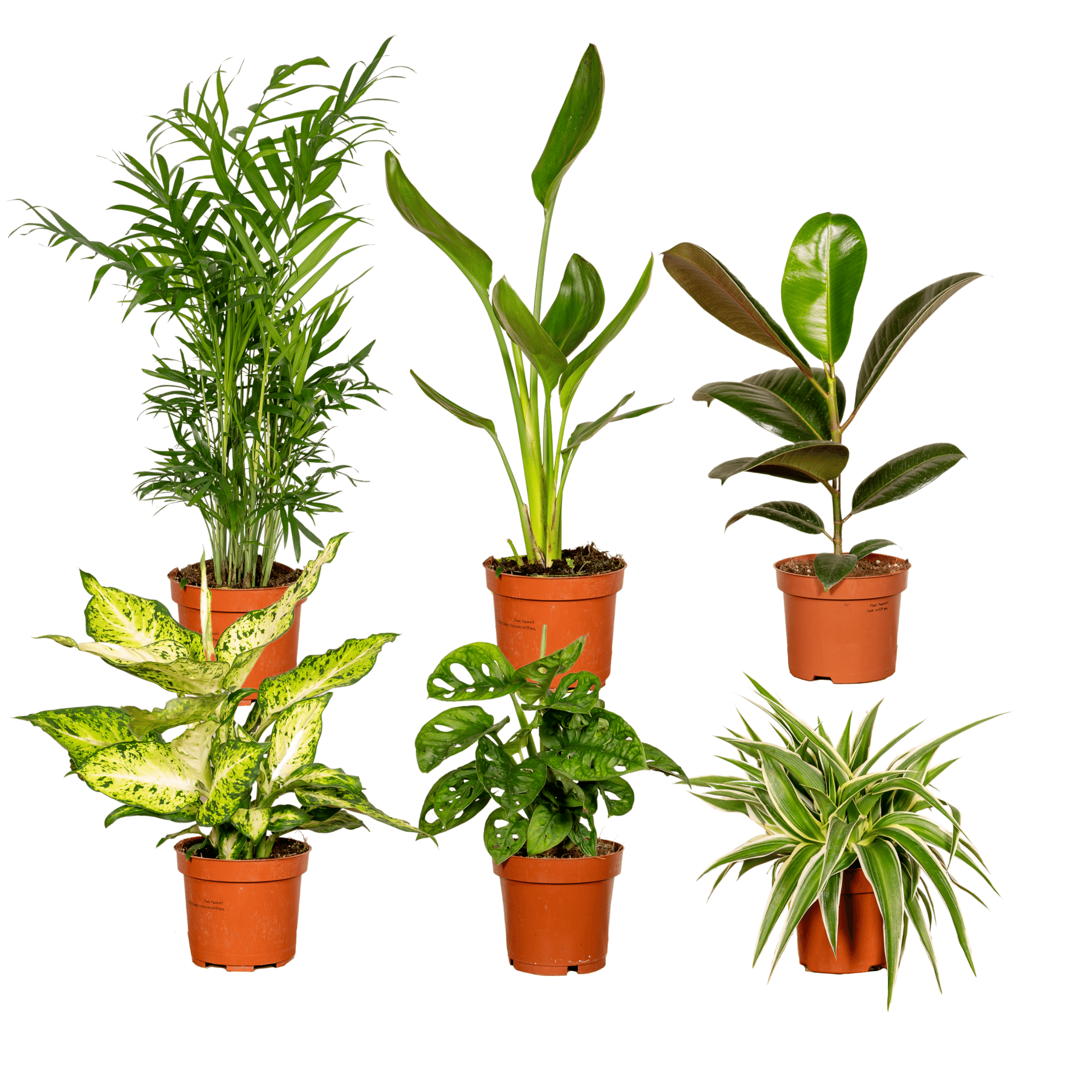 Überraschungsbox – Mix aus Zimmerpflanzen - 5 - 10 Pflanzen pro Set - Green Guardia - Ihr Experte für Schädlinge und Pflanzen