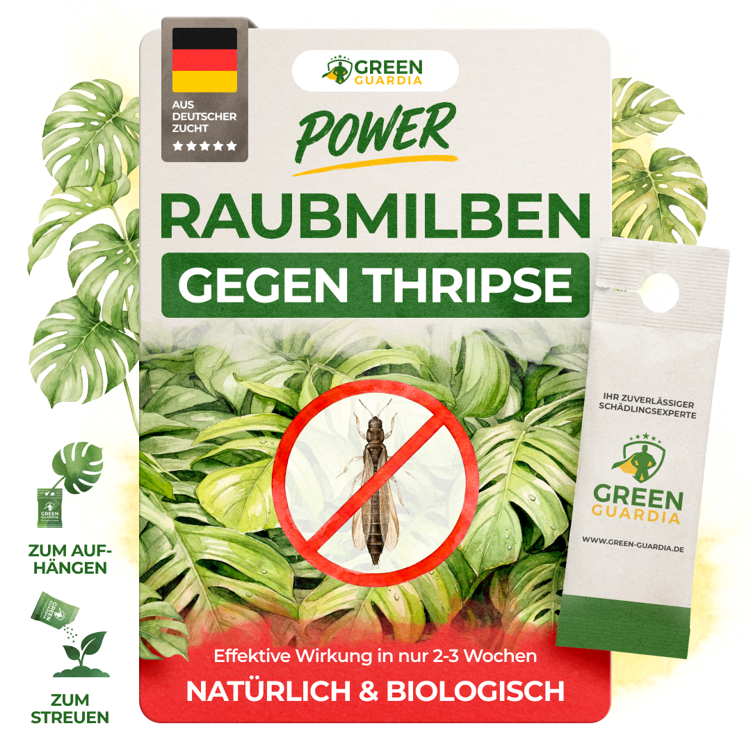 Raubmilben gegen Thripse