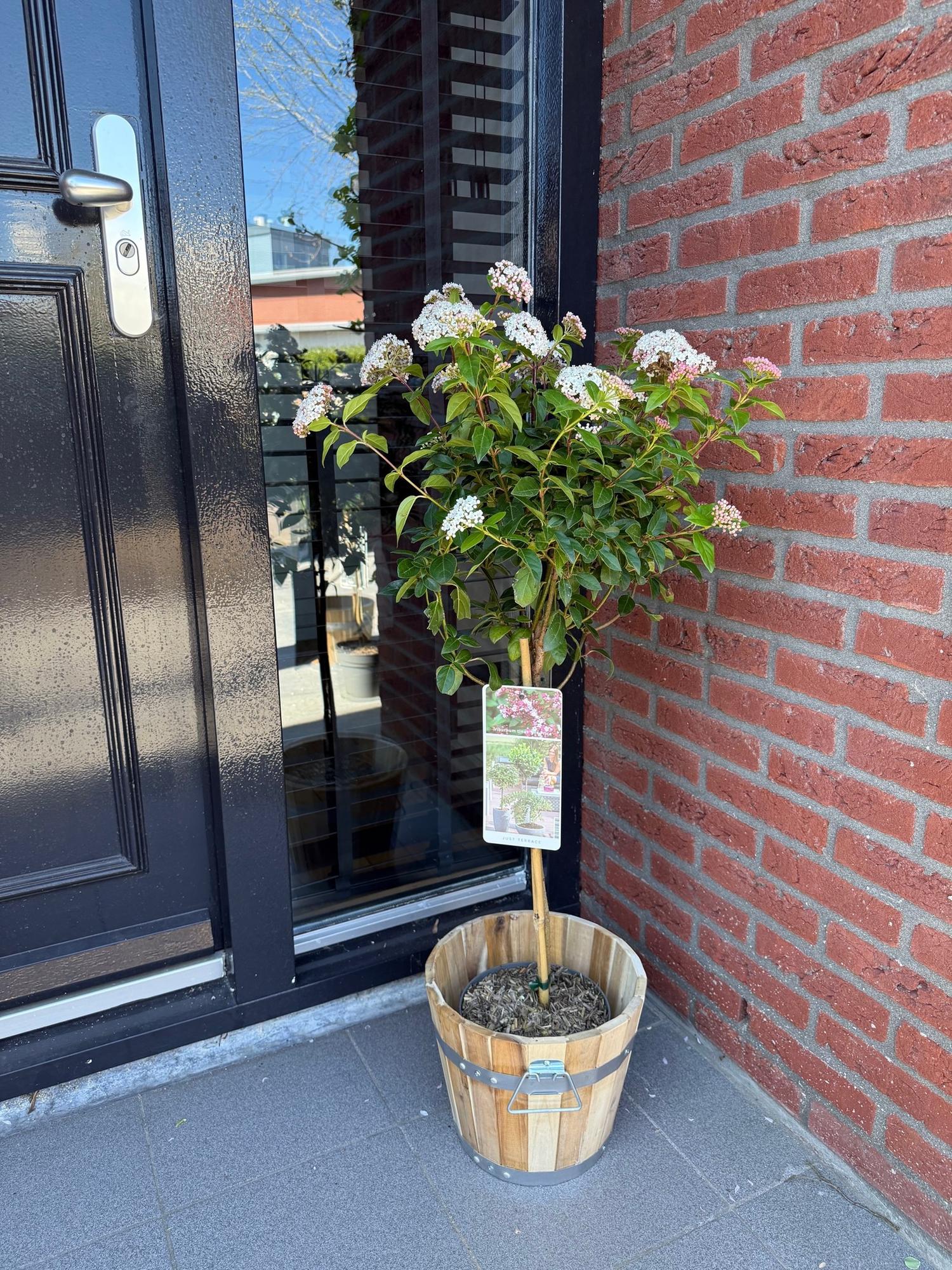 Viburnum tinus ‘Eve Price’ Stamm – Terrassenpflanze, winterhart, 19 cm Topf, 90 cm hoch - Green Guardia - Ihr Experte für Schädlinge und Pflanzen