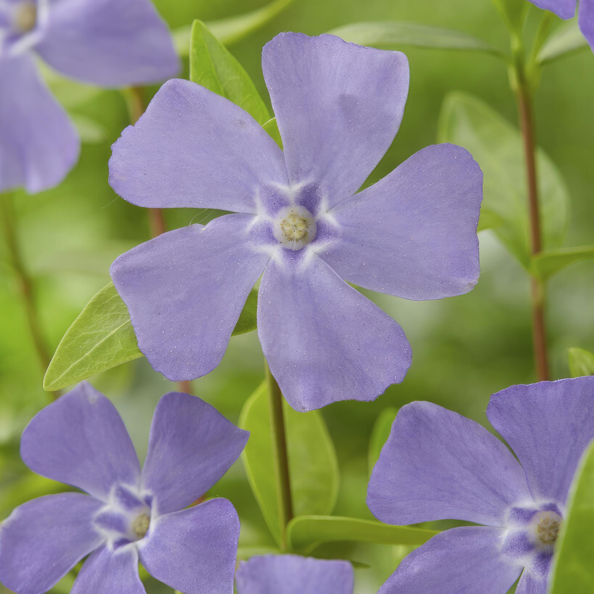 Vinca minor – bodendeckender Immergrün - Klassiker, 9 cm Topf, 10–25 cm Höhe - Green Guardia - Ihr Experte für Schädlinge und Pflanzen