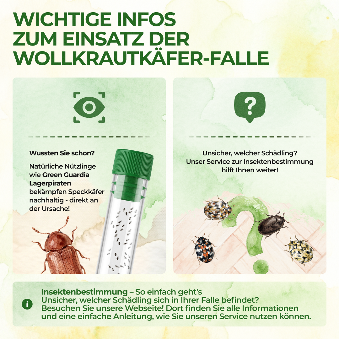 Woolly carpet beetle trap
