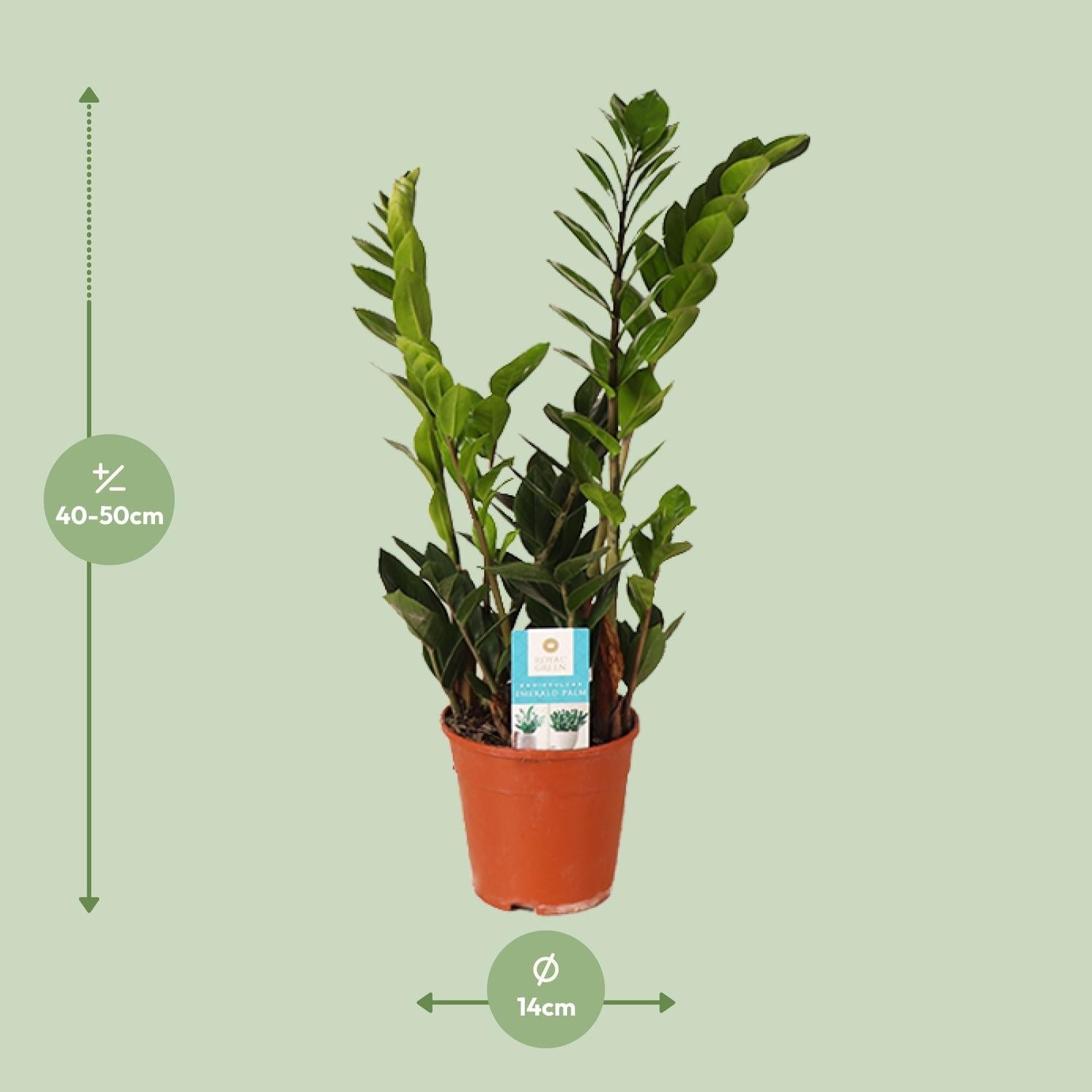 Zamioculcas Zamiifolia – Glücksfeder - 40 - 95 cm - Green Guardia - Ihr Experte für Schädlinge und Pflanzen