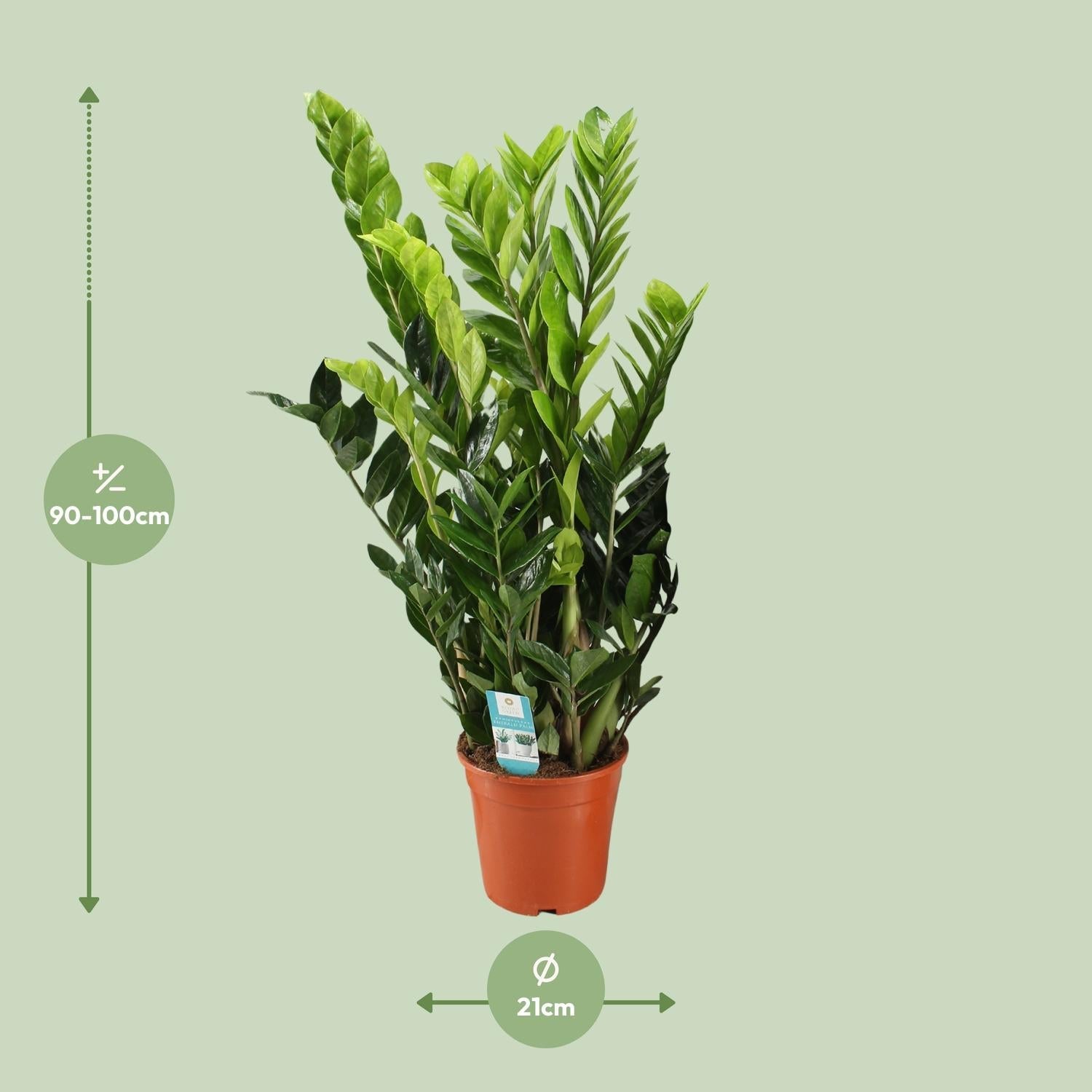 Zamioculcas Zamiifolia – Glücksfeder - 40 - 95 cm - Green Guardia - Ihr Experte für Schädlinge und Pflanzen